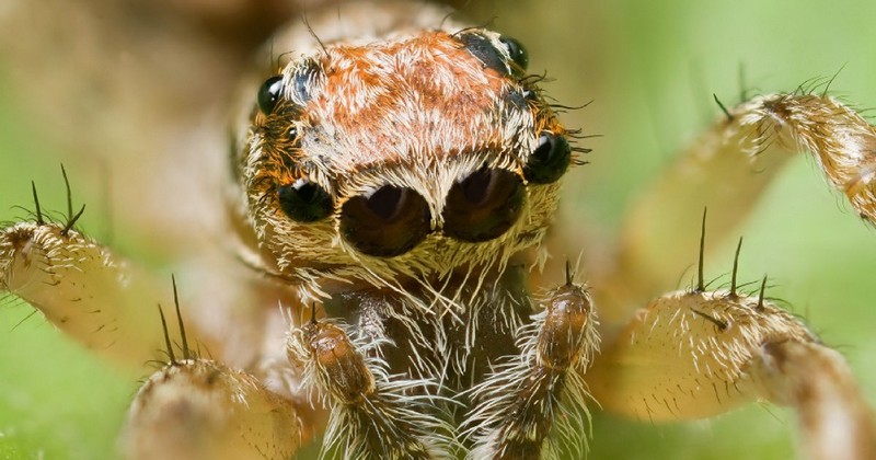 arachnophobia-causes-and-symptoms-of-extreme-fear-of-spiders