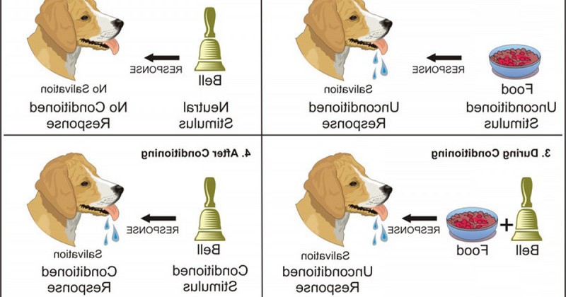 classical conditioning of experiments