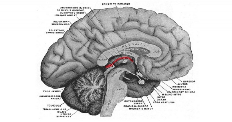 epithalamus-parts-and-functions-of-this-brain-structure