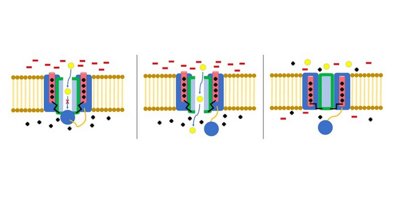 ion-channels-what-they-are-types-and-how-they-function-in-cells