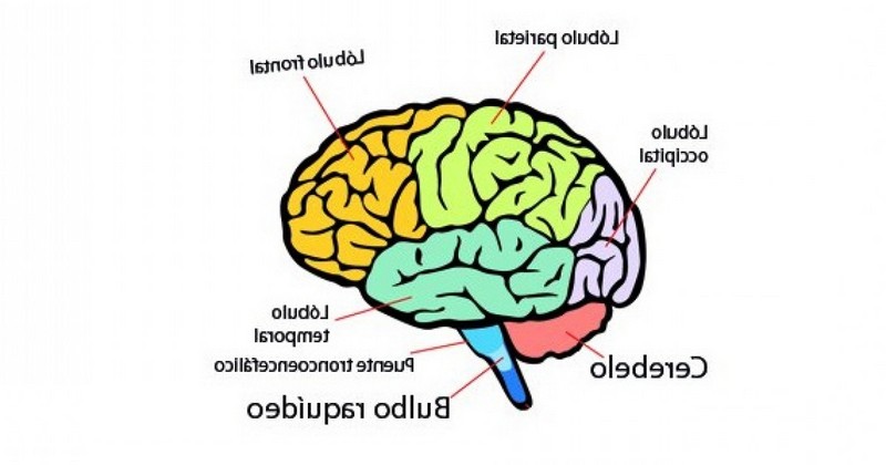 parts-of-the-human-brain-and-functions