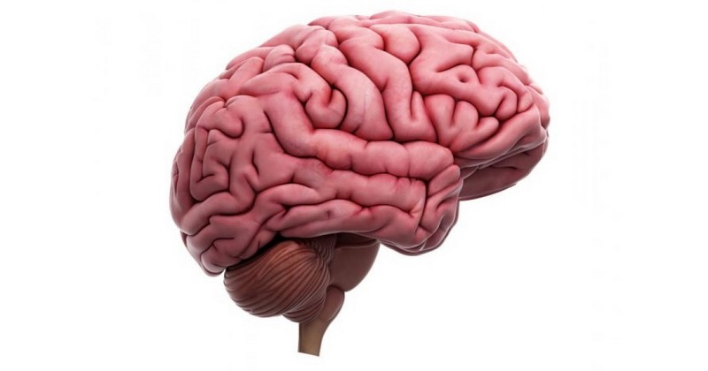 what-are-the-folds-of-the-brain-used-for